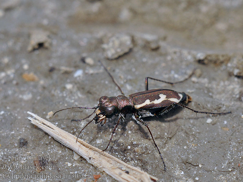 Cylindera paludosa