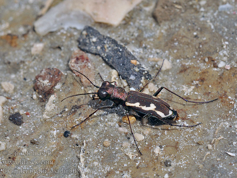 Cylindera paludosa