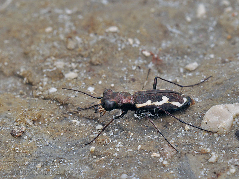 Cylindera paludosa