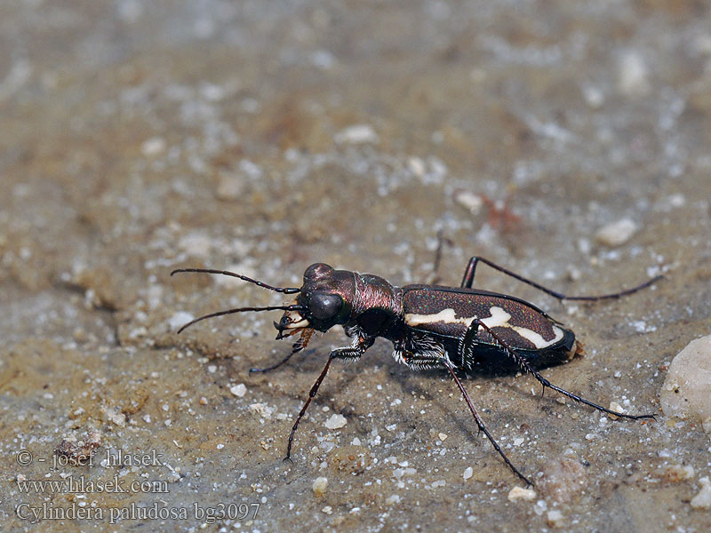 Cylindera paludosa