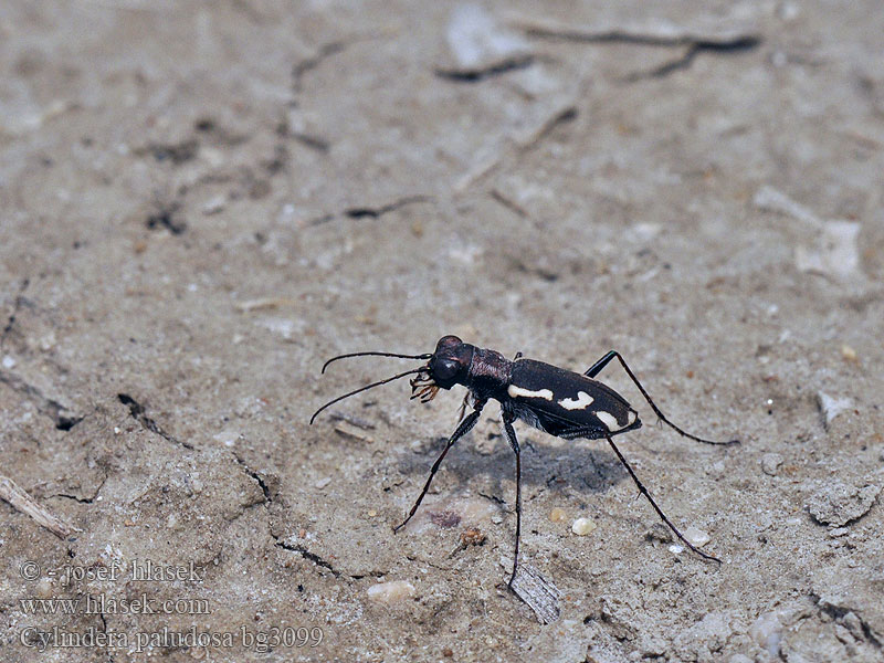 Cylindera paludosa