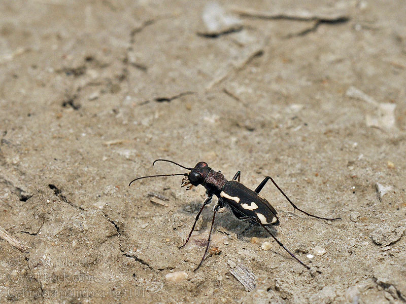 Cylindera paludosa