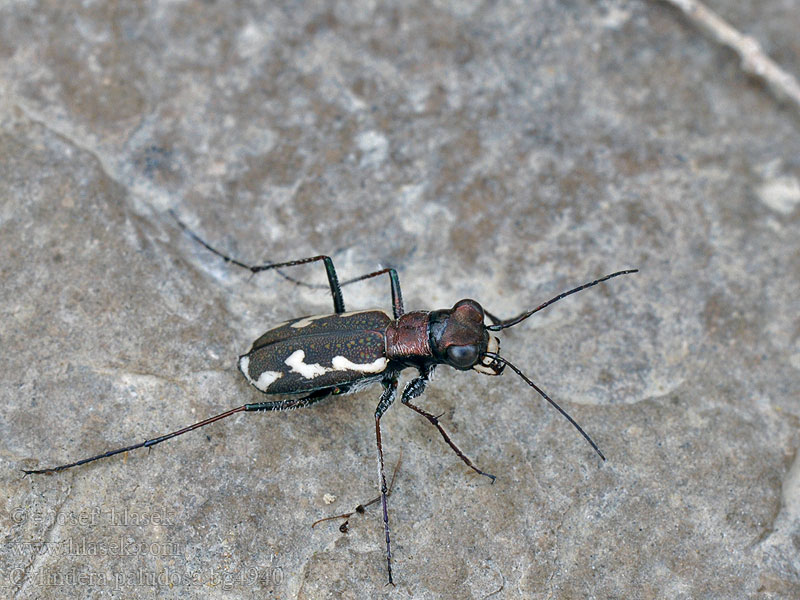 Cylindera paludosa