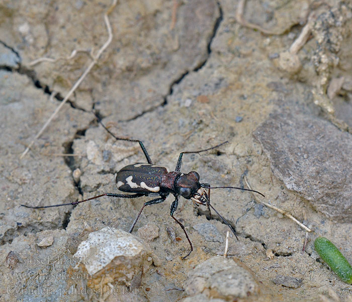 Cylindera paludosa