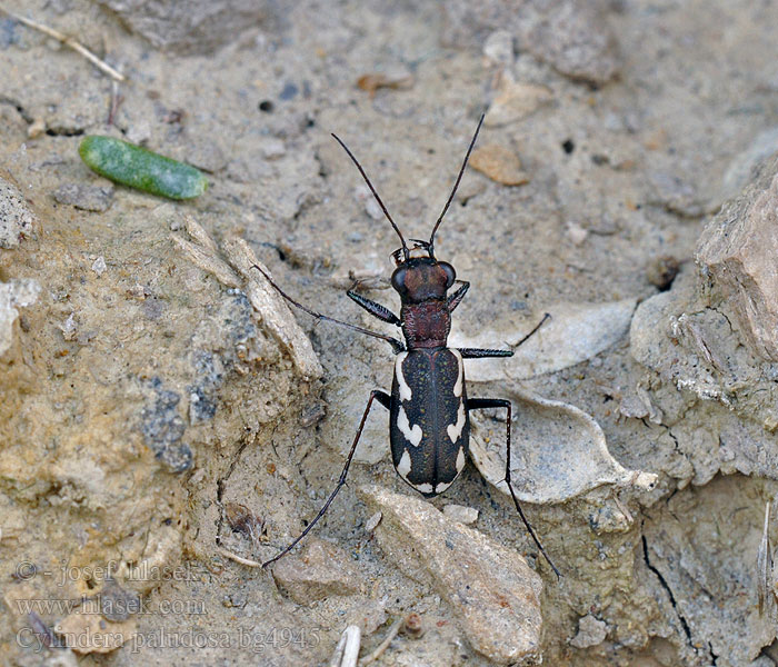 Cylindera paludosa