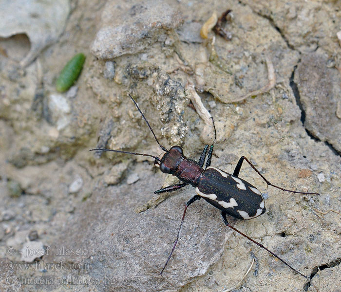 Cylindera paludosa