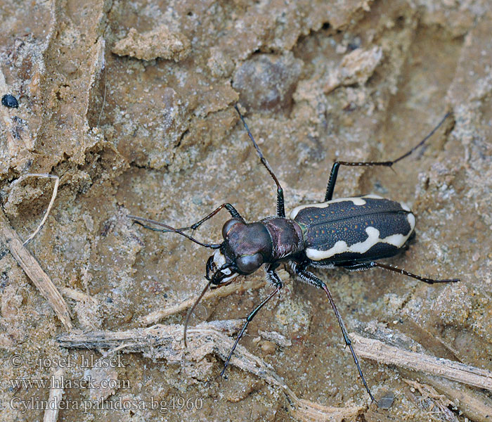 Cylindera paludosa