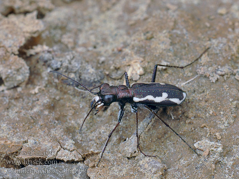 Cylindera paludosa