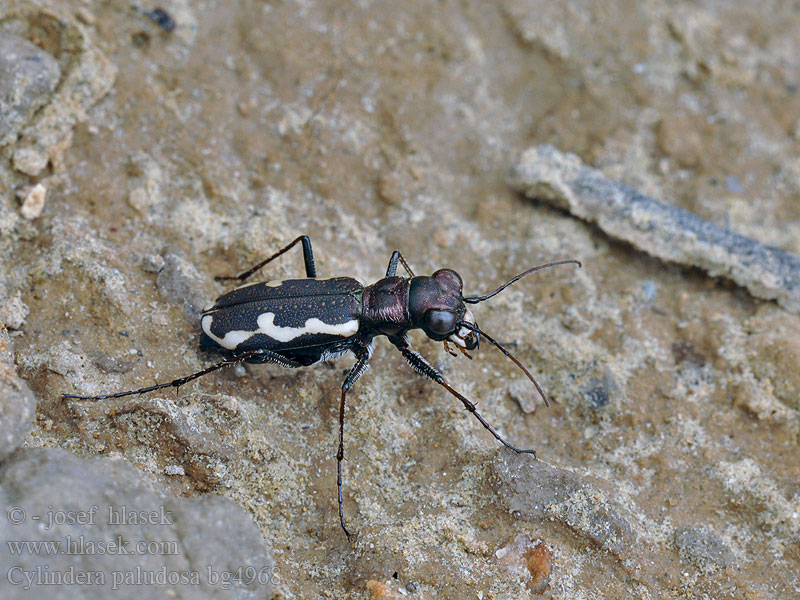 Cylindera paludosa