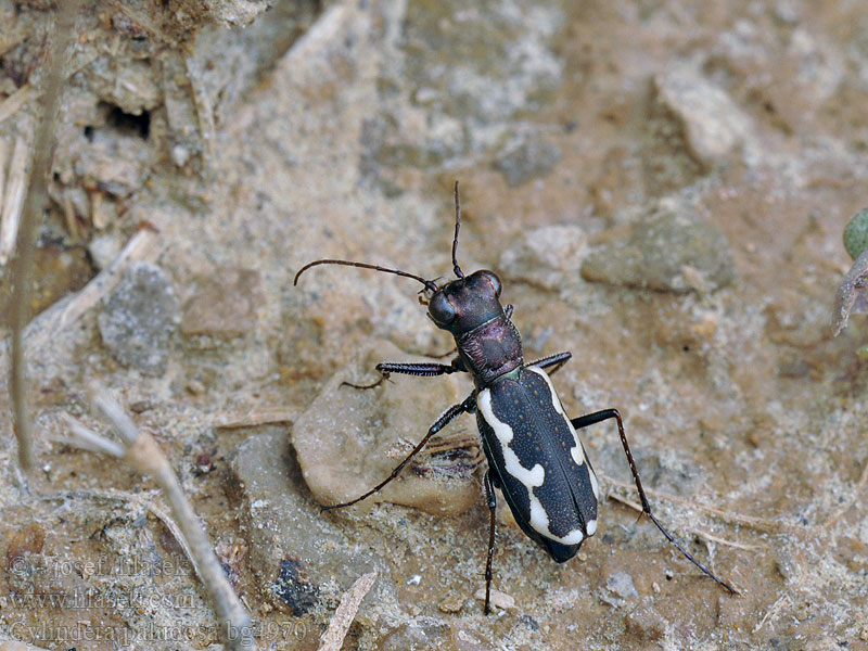 Cylindera paludosa