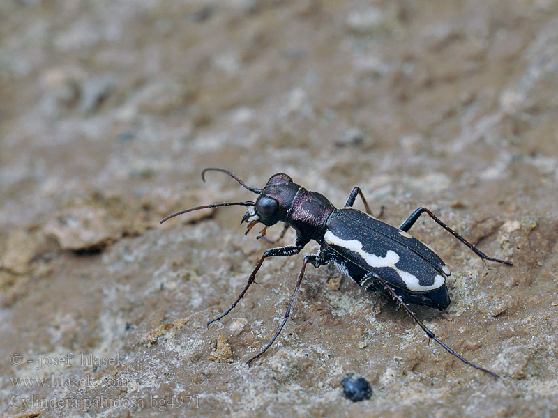 Cylindera paludosa