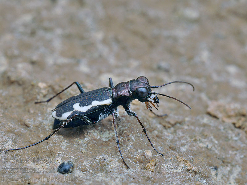 Cylindera paludosa