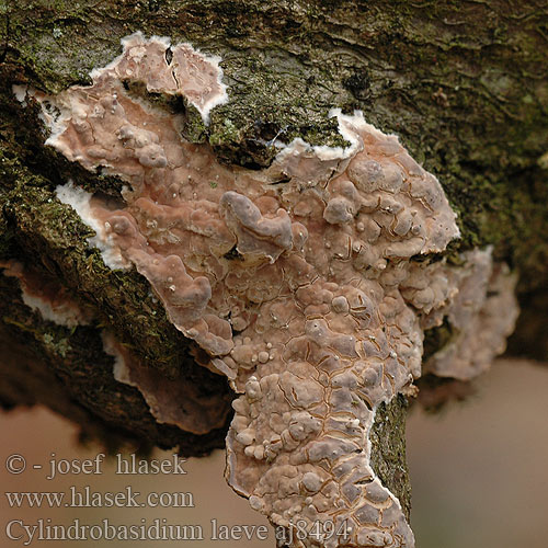 Cylindrobasidium laeve Thelephora evolvens Ablösender Rindenpilz Kornatec rozvitý Donzige Korstzwam Woskowiec gładki Mjukskinn