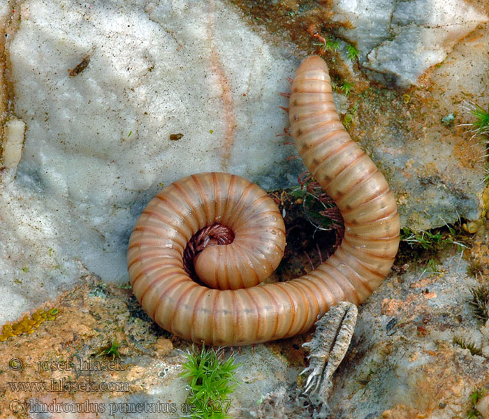 Cylindroiulus punctatus Oblanka tečkovaná Knotskronkel Blunt-tailed snake millipede Bodkovaná mnohonožka Klubbkejsarfoting