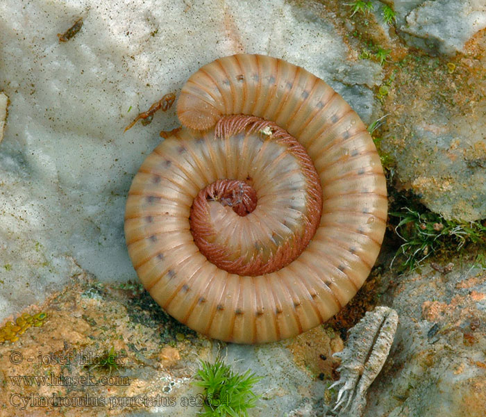 Cylindroiulus punctatus Oblanka tečkovaná Gepunkteter Schnurfüßer Krocionóg ogoniasty