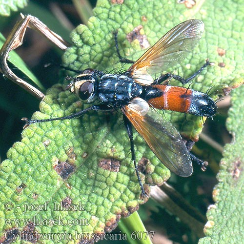 Cylindromyia brassicaria Hbitěnka štíhlá Raupenfliege