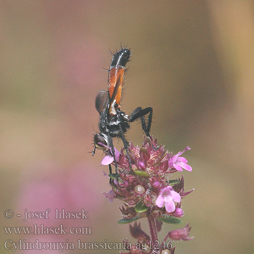 Cylindromyia brassicaria Hbitěnka štíhlá Raupenfliege