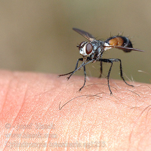 Cylindromyia brassicaria Hbitěnka štíhlá Raupenfliege