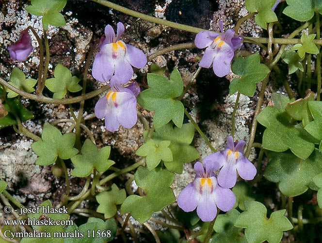 Cymbalaria muralis Linaria cymbalaria Zimbelkraut Cymbalaire murs