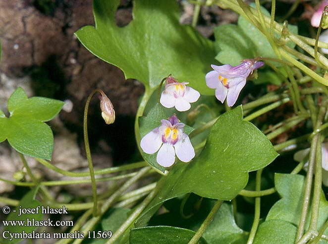 Toadflax Ivy-leaved Cimbalari Zvěšinec zední Cimbalok múrový