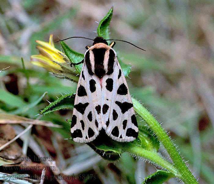 Cymbalophora pudica Südlicher Bär