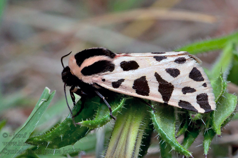 Südlicher Bär Cymbalophora pudica