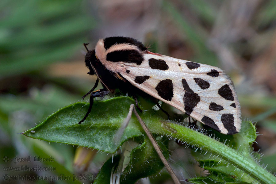 Cymbalophora pudica