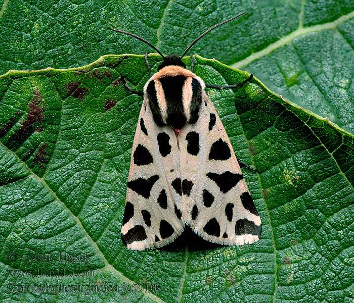 Cymbalophora pudica