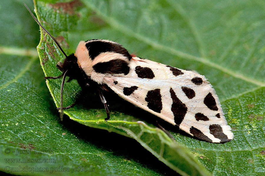 Cymbalophora pudica