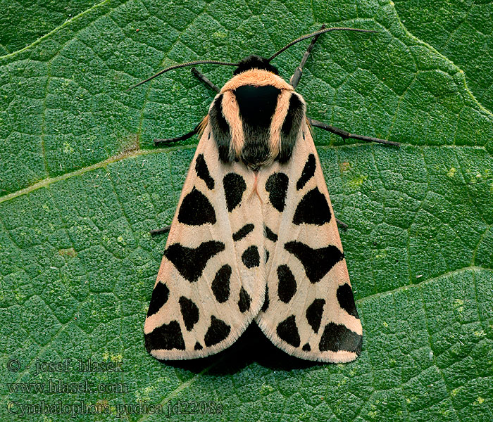 Cymbalophora pudica