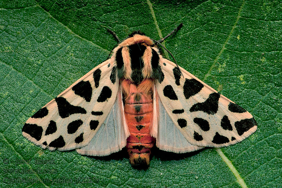 Cymbalophora pudica