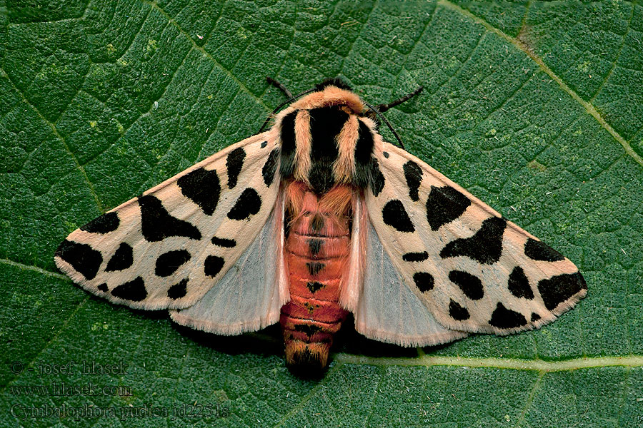 Cymbalophora pudica