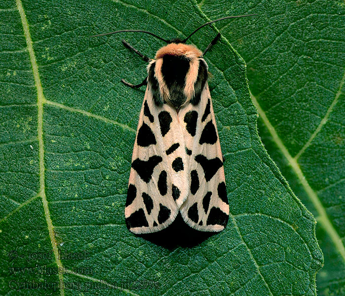 Cymbalophora pudica