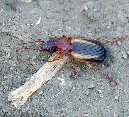 Cymindis lineata