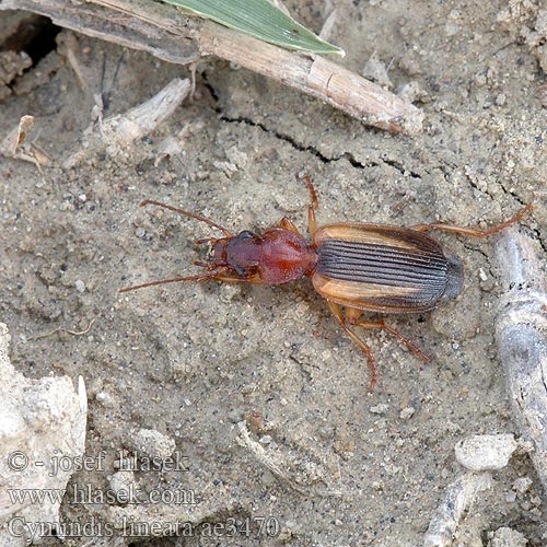 Cymindis lineata