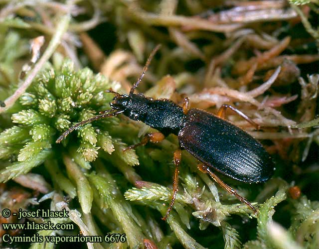 Cymindis vaporariorum 6676