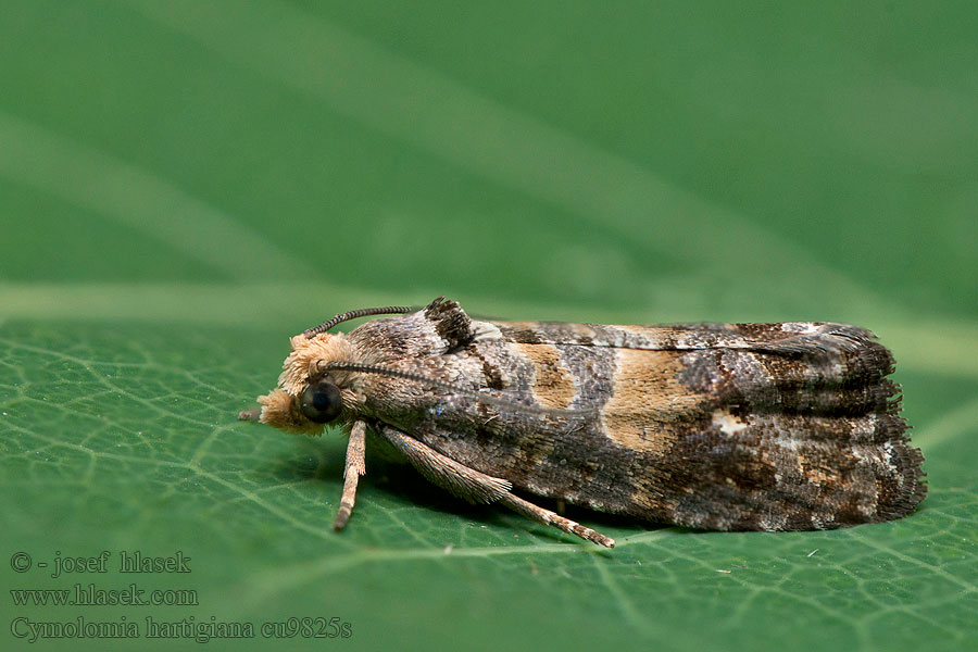 Cymolomia hartigiana Plumbeous Spruce Tortrix Obaľovač Hartigov