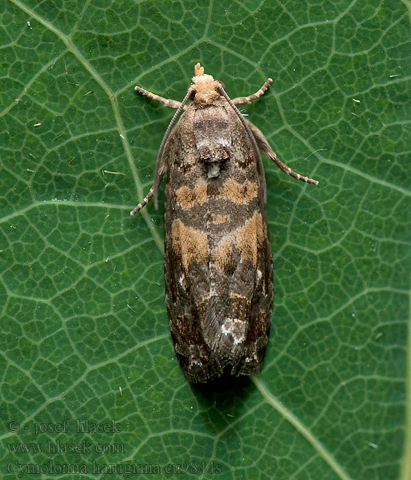 Cymolomia hartigiana Leemvlekbladroller Blyfläckig granvecklare