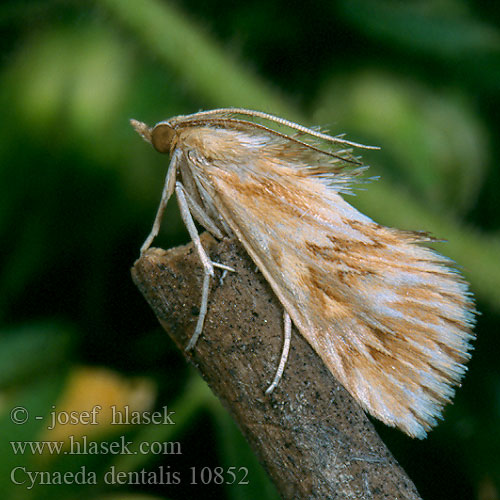 Cynaeda dentalis