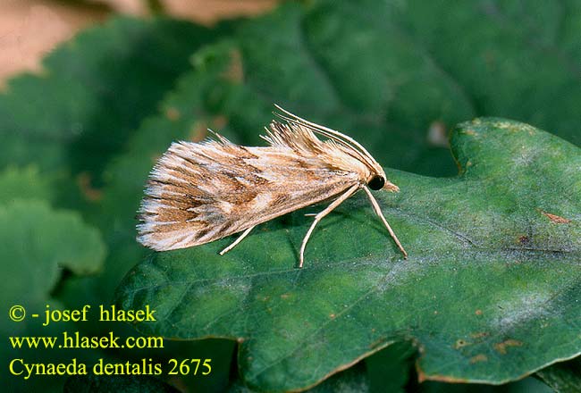 Cynaeda dentalis Zavíječ hadincový Zahnbindenzünsler