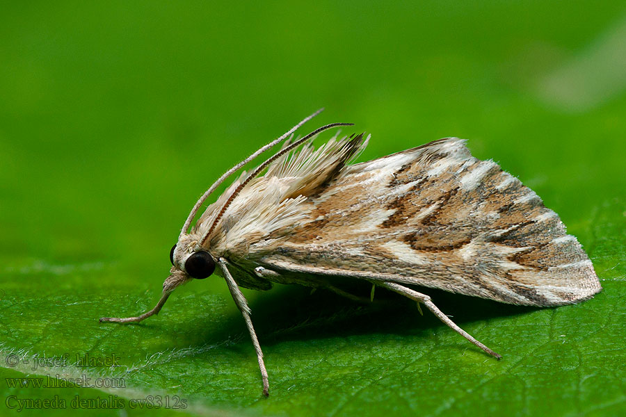 Cynaeda dentalis Starry pearl Vijačka zúbkovitá