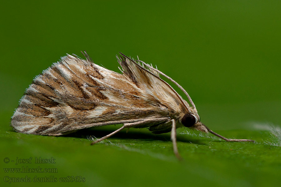 Cynaeda dentalis Gyakori ciframoly Neidonkielikoisa