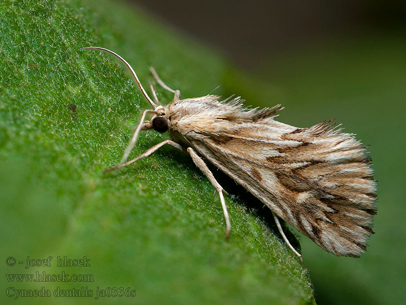 Cynaeda dentalis