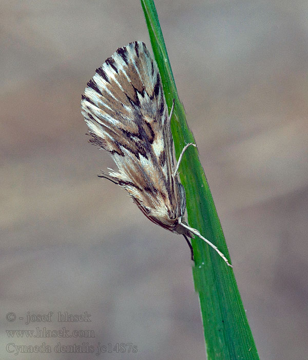 Cynaeda dentalis