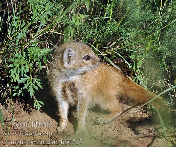 Cynictis penicillata Yellow Mongoose Rooimeerkat Mangusta liščí Fuchsmanguste Mangouste jaune Rókamanguszta Vosmangoest Mangusta lisia Жёлтый мангуст  Gul mangust 筆尾獴 Guldmangust Mangusta gialla マングース Gulmungo Mangusta galbena Mangusta liščia Mangosta amarilla Sarı kuyruksüren