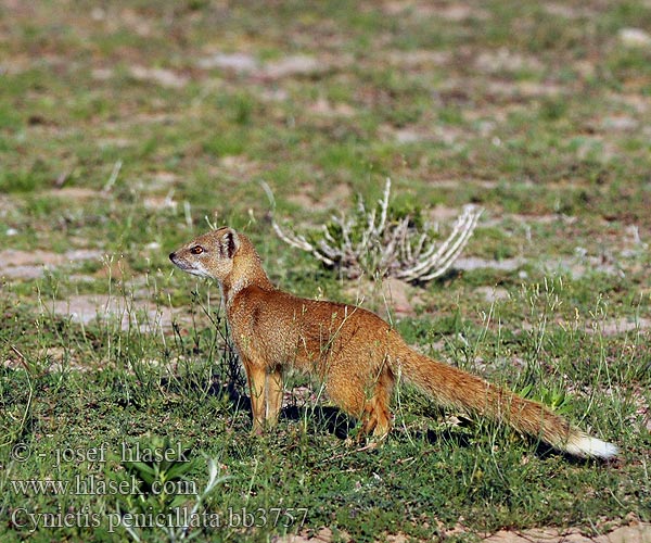 筆尾獴 Guldmangust Mangusta gialla マングース Gulmungo Mangusta galbena Mangusta liščia Mangosta amarilla Sarı kuyruksüren Cynictis penicillata Yellow Mongoose Rooimeerkat Mangusta liščí Fuchsmanguste Mangouste jaune Rókamanguszta Vosmangoest Mangusta lisia Жёлтый мангуст  Gul mangust