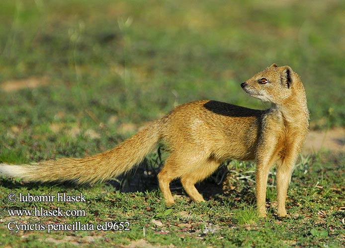 マングース Gulmungo Mangusta galbena Mangusta liščia Mangosta amarilla Sarı kuyruksüren Cynictis penicillata Yellow Mongoose Rooimeerkat Mangusta liščí Fuchsmanguste Mangouste jaune Rókamanguszta Vosmangoest Mangusta lisia Жёлтый мангуст  Gul mangust 筆尾獴 Guldmangust Mangusta gialla