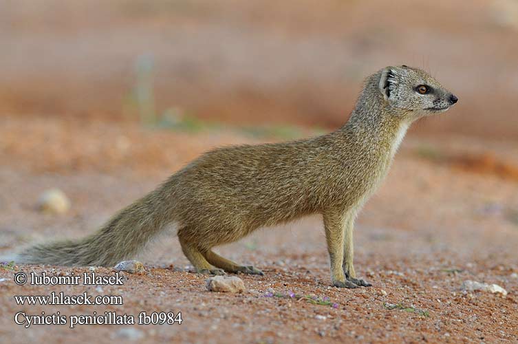 Mangosta amarilla Sarı kuyruksüren Cynictis penicillata Yellow Mongoose Rooimeerkat Mangusta liščí Fuchsmanguste Mangouste jaune Rókamanguszta Vosmangoest Mangusta lisia Жёлтый мангуст  Gul mangust 筆尾獴 Guldmangust Mangusta gialla マングース Gulmungo Mangusta galbena Mangusta liščia