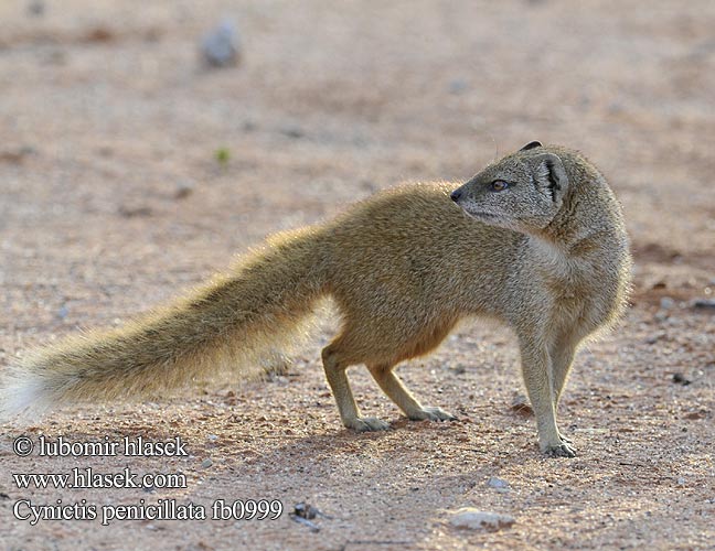 Yellow Mongoose Rooimeerkat Mangusta liščí Fuchsmanguste Mangouste jaune Rókamanguszta Vosmangoest Mangusta lisia Жёлтый мангуст  Gul mangust 筆尾獴 Guldmangust Mangusta gialla マングース Gulmungo Mangusta galbena Mangusta liščia Mangosta amarilla Sarı kuyruksüren Cynictis penicillata