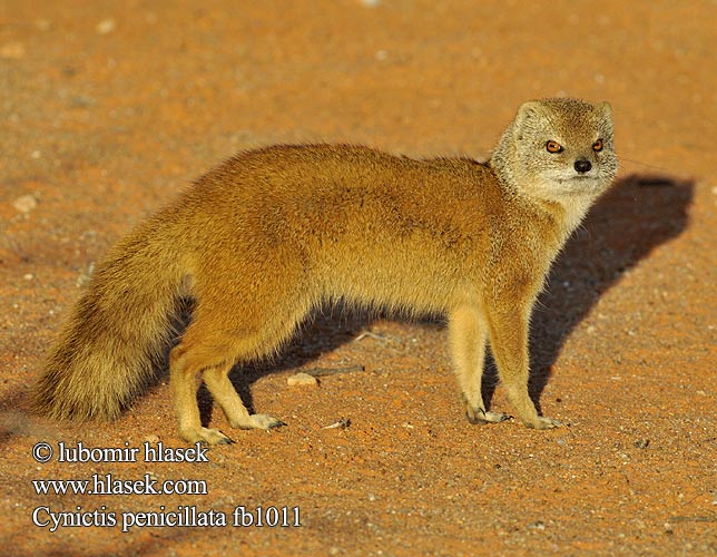 Rooimeerkat Mangusta liščí Fuchsmanguste Mangouste jaune Rókamanguszta Vosmangoest Mangusta lisia Жёлтый мангуст Gul mangust 筆尾獴 Guldmangust Mangusta gialla マングース Gulmungo Mangusta galbena Mangusta liščia Mangosta amarilla Sarı kuyruksüren Cynictis penicillata Yellow Mongoose